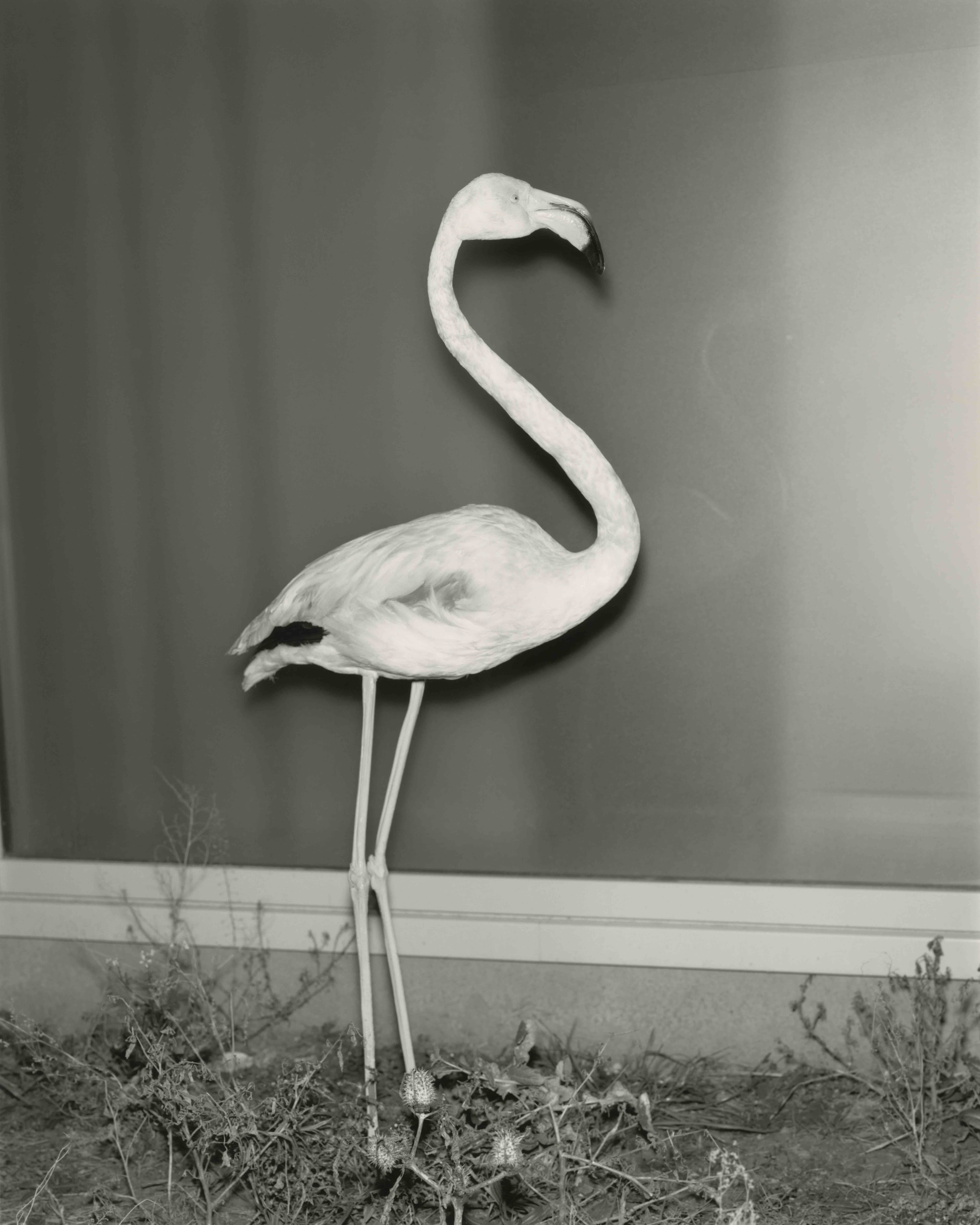 Re-Edition - Thomas Cristiani 