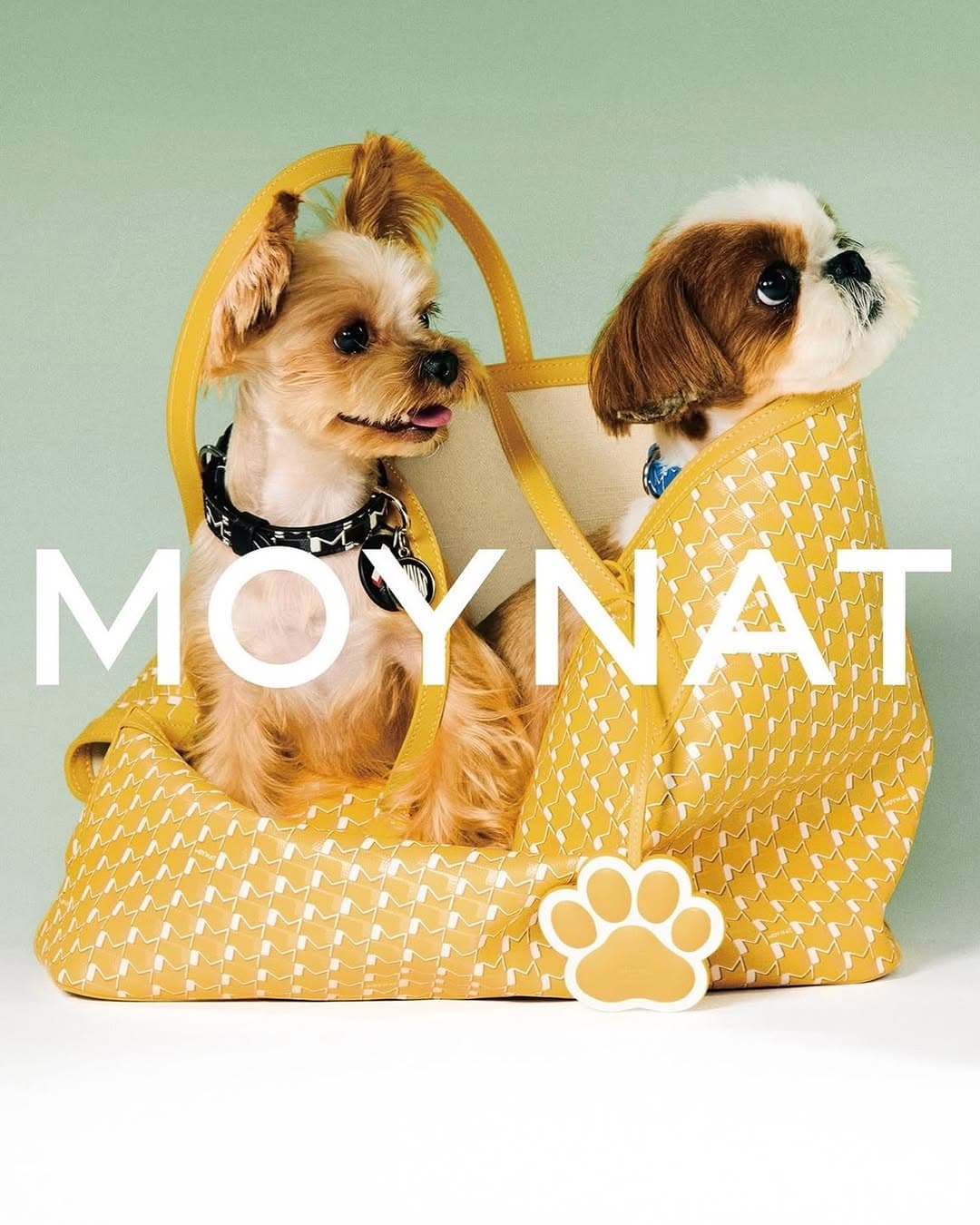 Moynat - Parisian Trunk
