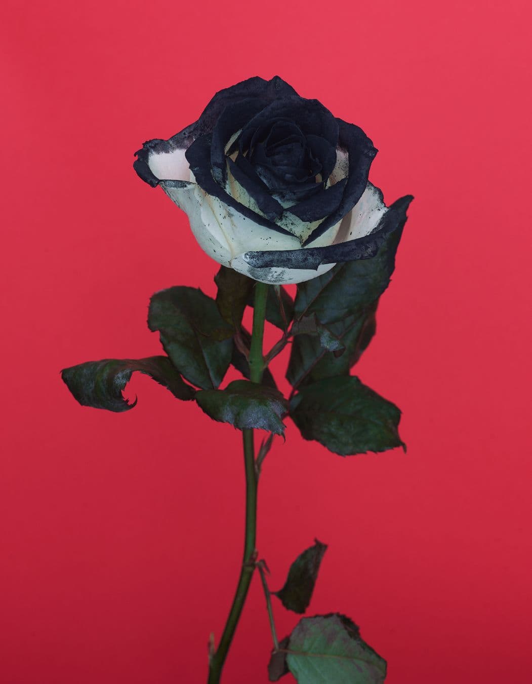 Another Magazine - Viviane Sassen