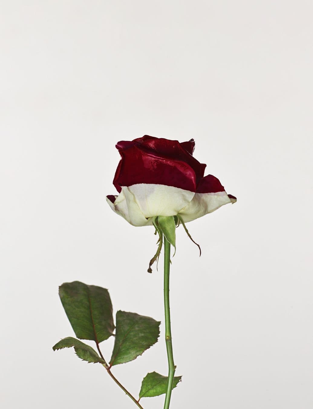 Another Magazine - Viviane Sassen