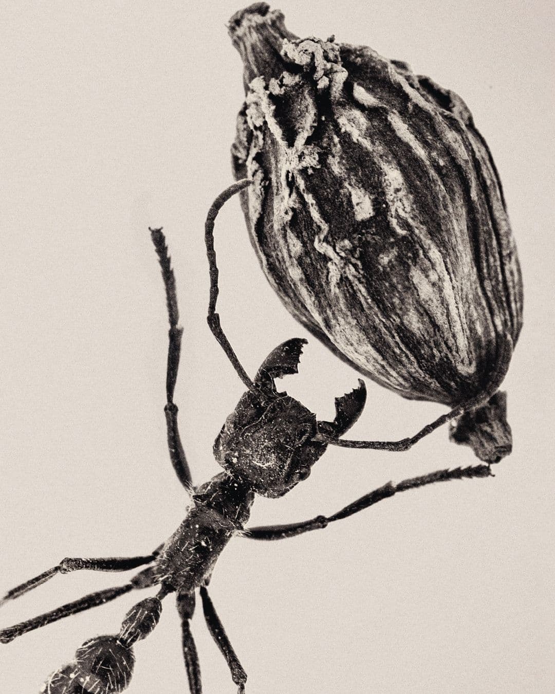 Byredo - Rafael Pavarotti